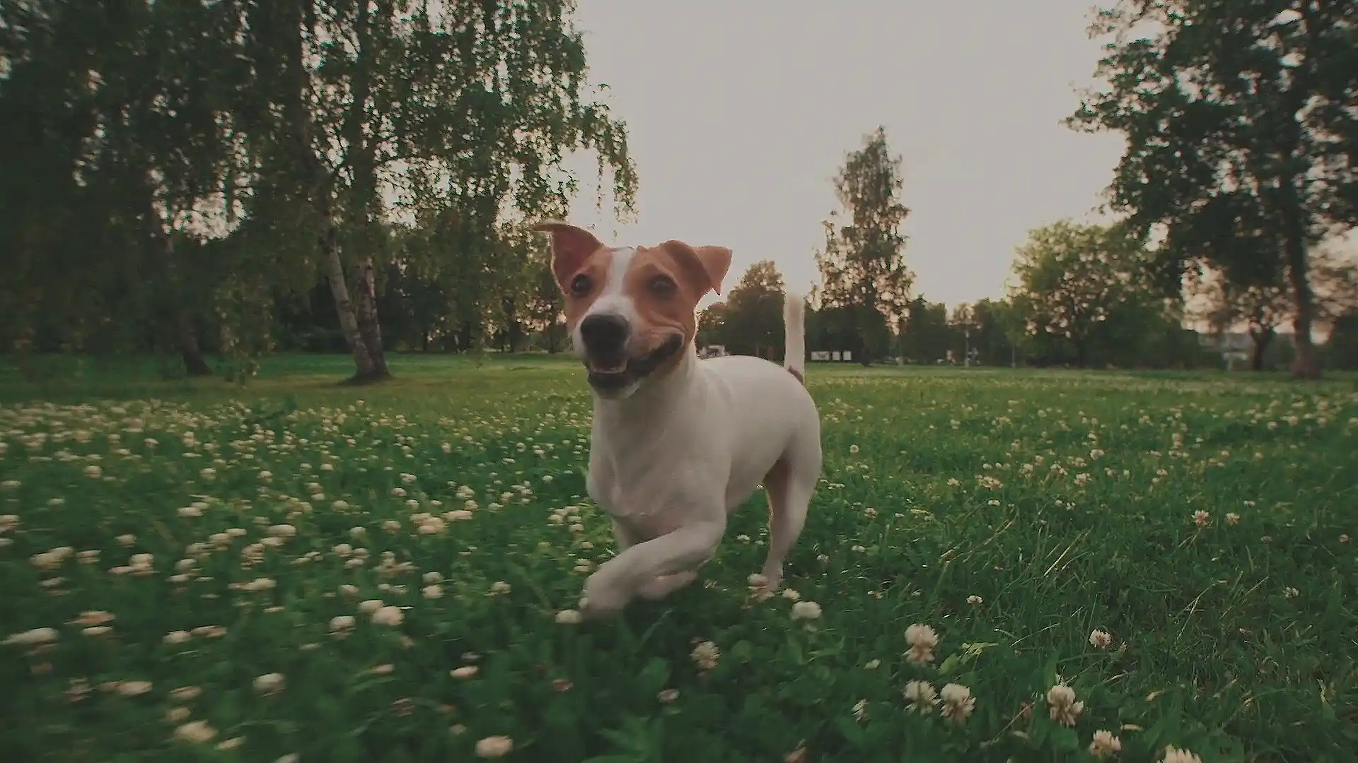 Jack russell terrier running through a field of flowers