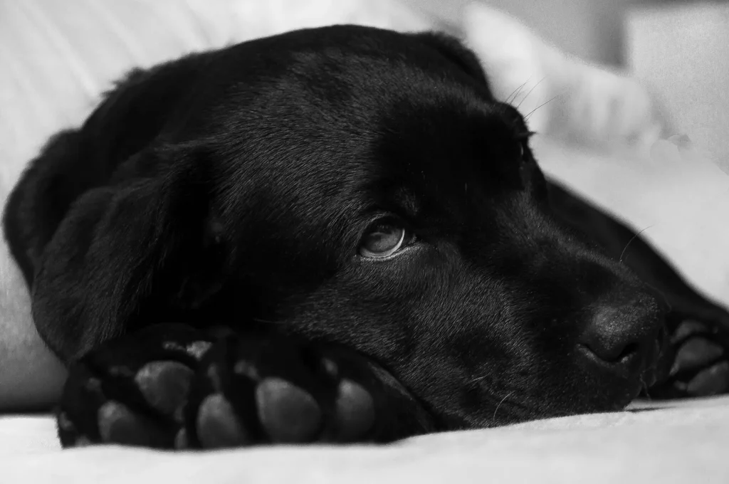 Dog with black fur laying head on paw