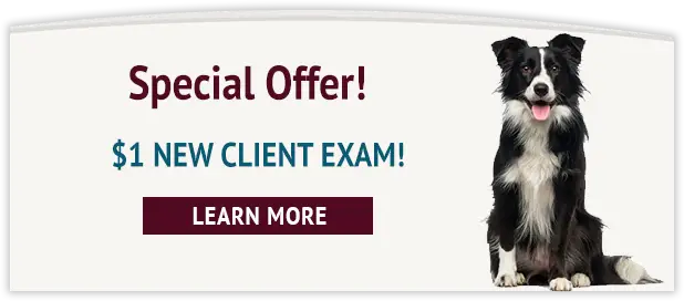 $1 NEW CLIENT SPECIAL OFFER