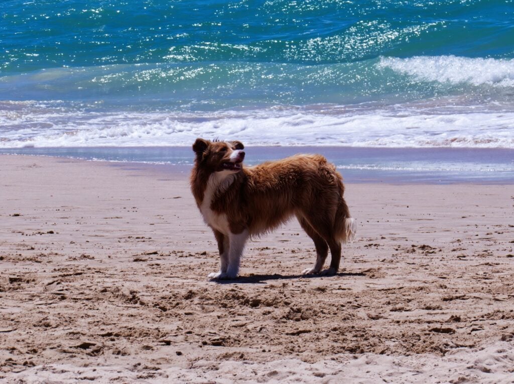 Summer Hazards in the Bay: What Alameda Pet Owners Should Watch Out For