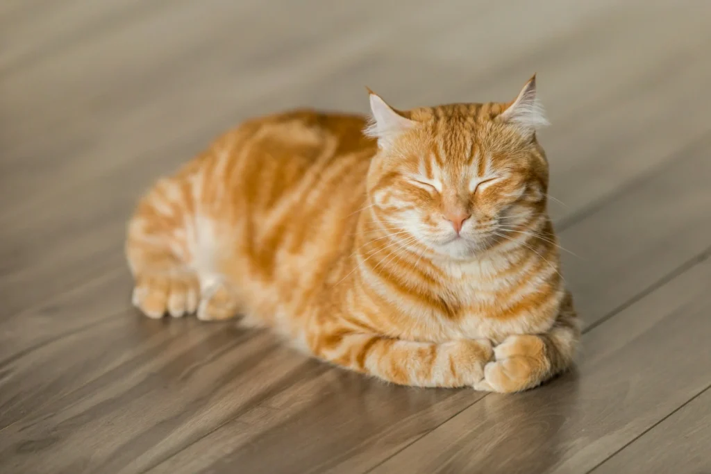 Ginger cat in loaf position