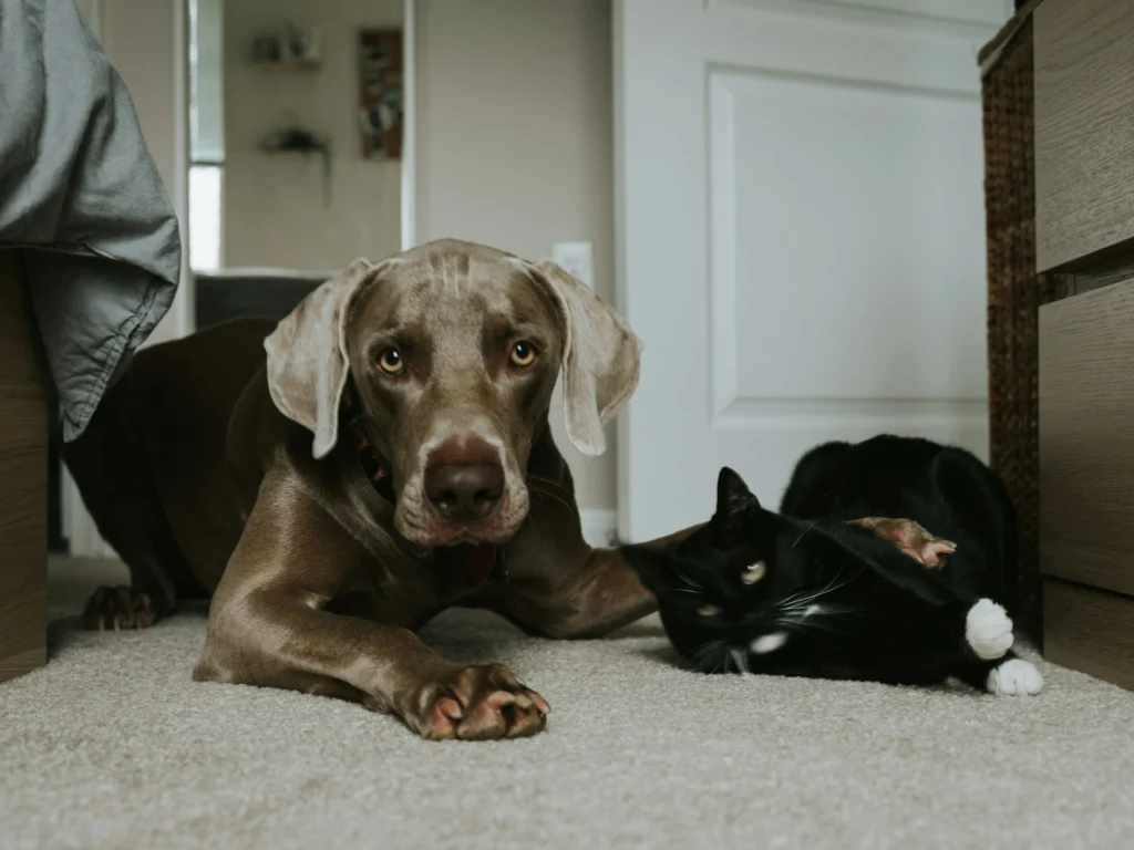 Dog and cat lying on grey rug