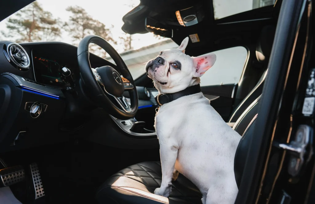 A French Bulldog sits in the driver's seat of a car, turning its head to look out the open door next to the steering wheel.