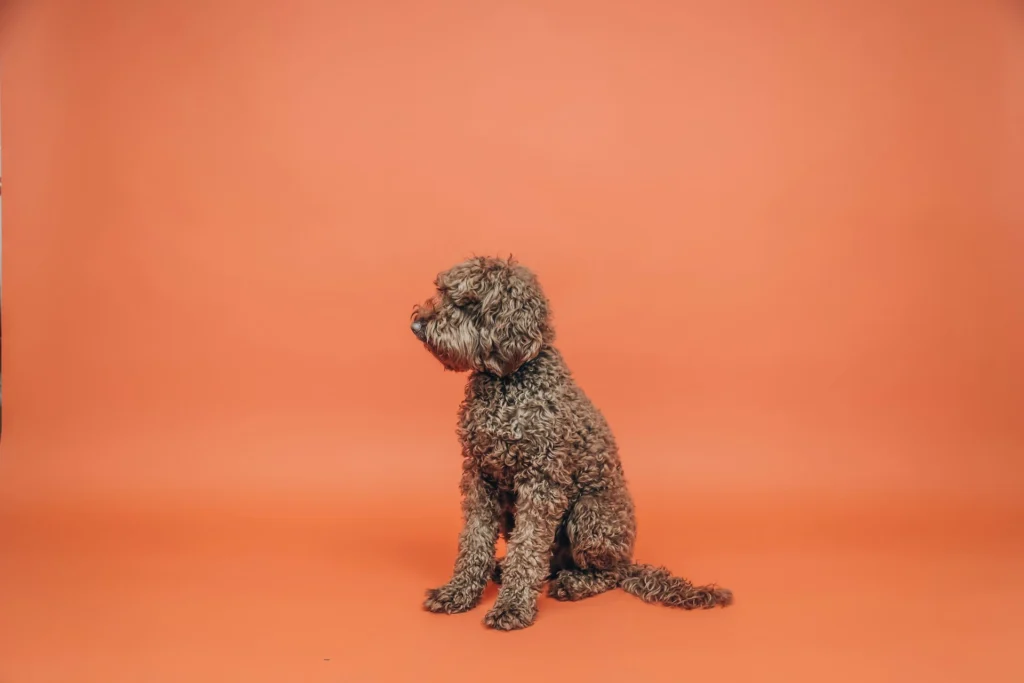 A poodle mix sits in profile against a solid orange studio background.