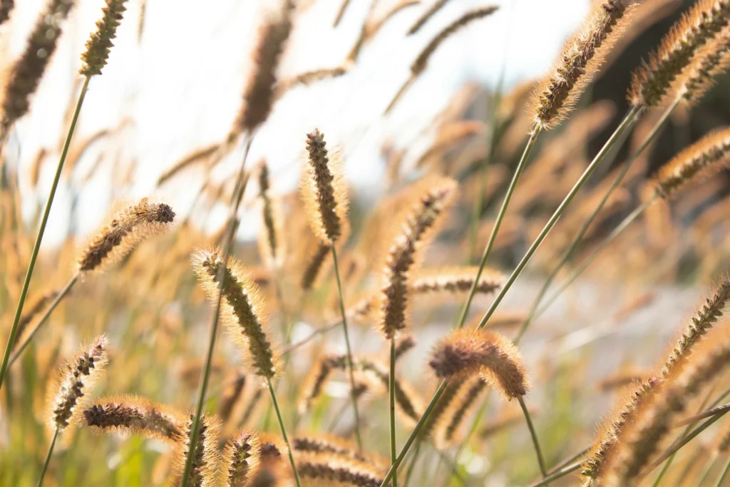 Foxtail grass seed heads illuminated by warm, bright sunlight.