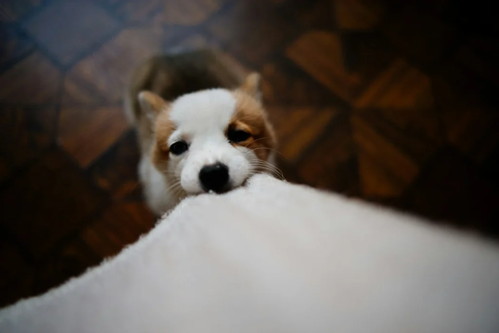 A puppy biting a white cloth against a dark, patterned wooden floor.
