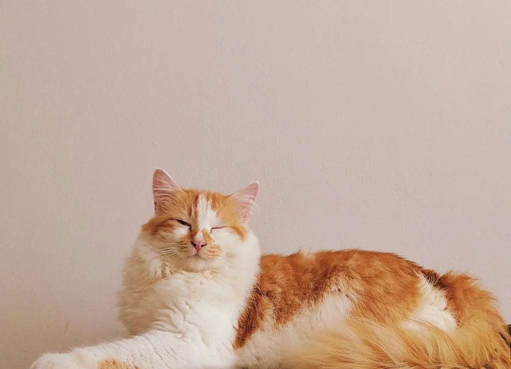 A cat lies down with its eyes half-closed against a plain, light beige wall.