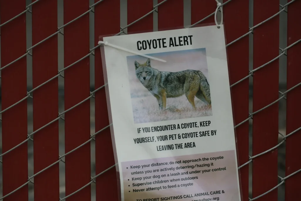A "Coyote Alert" safety sign attached with zip ties to a chain-link fence with red privacy slats.