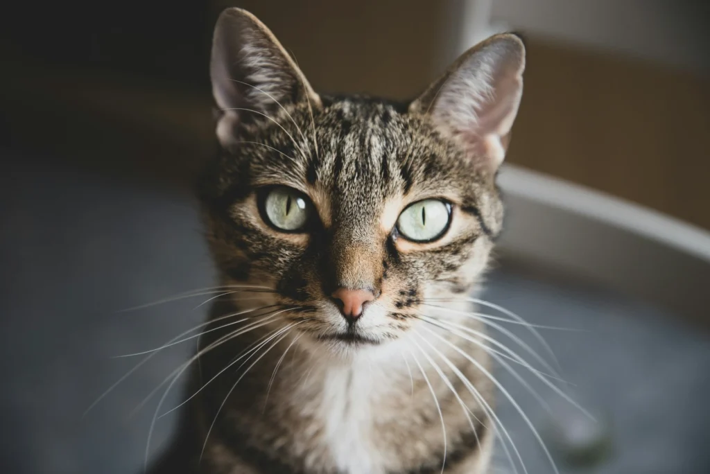 A tabby cat looking directly forward into the camera.